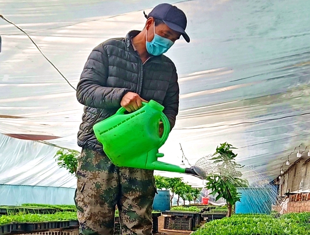 初春三月，北大荒集团勤得利农场有限公司的温室大棚内春意盎然，绿意浓浓。花卉种植户正在忙着进行移栽、摆放、除草、浇水等花苗管理工作，为夏季美化城镇做准备。
