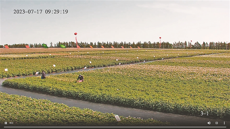 北大荒薯业集团“龙头+基地”打造马铃薯高端优质全产业链 把小土豆做成大产业