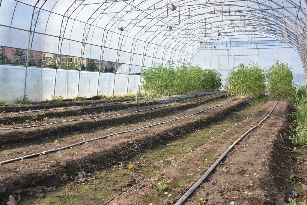 分区排序种植让森林果蔬四季常鲜