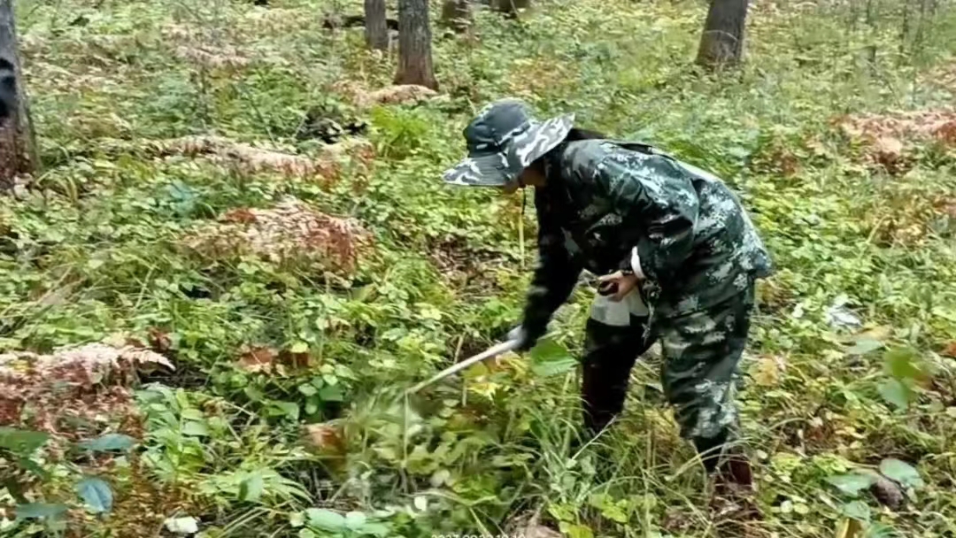 节日我在岗｜野生动物检测数据采集不停休