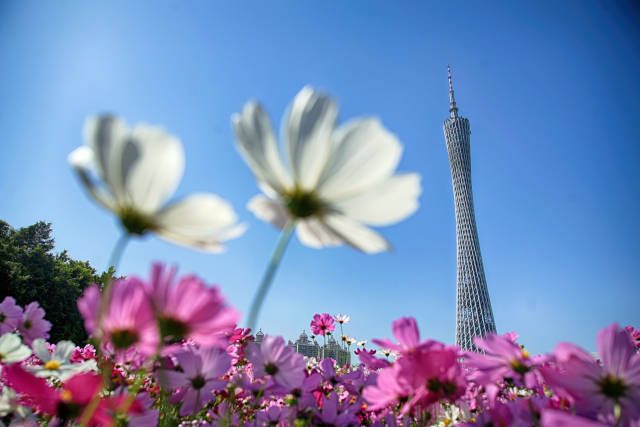广州海心沙，花朵与广州塔相互映衬。（图源 新华社）