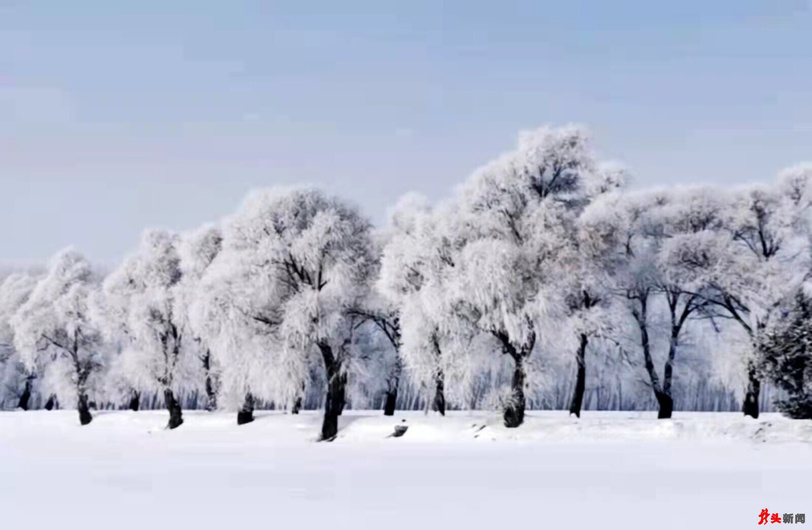 雾凇，俗称冰花、树挂，是低温时空气中水汽直接凝华，或过冷雾滴直接冻结在物体上的乳白色冰晶沉积物。雾凇，是东北地区非常难得的自然奇观。