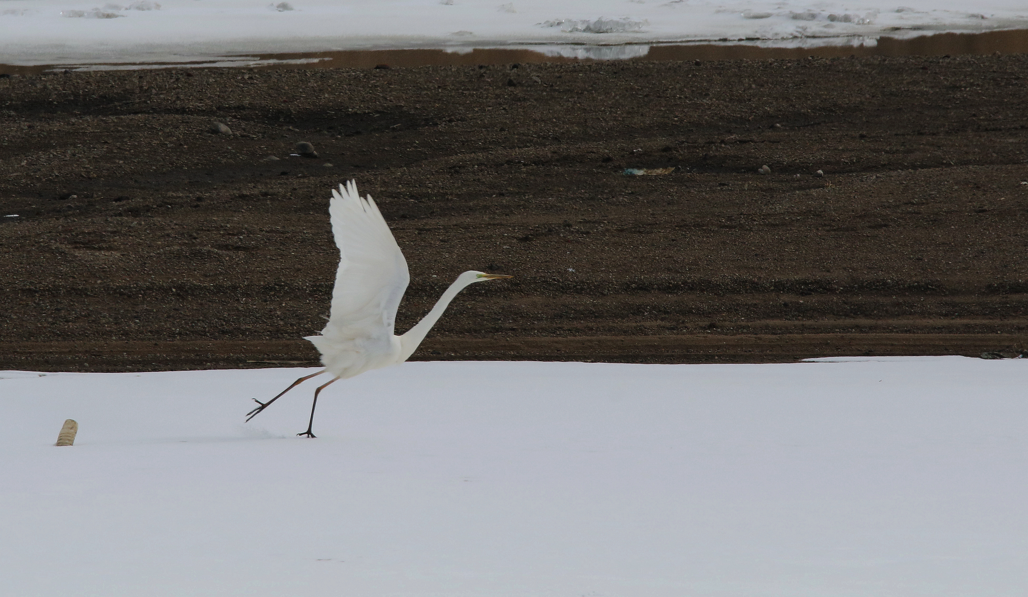 3月15日，随着候鸟迁徙季节到来，六只东方白鹳出现在哈尔滨市阿什河岸边。