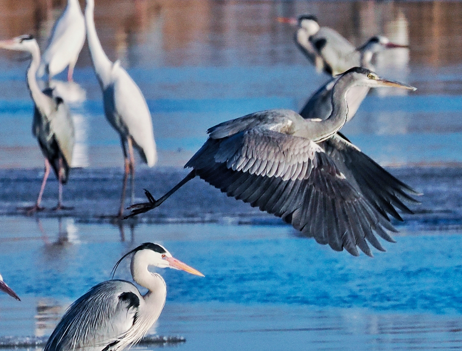 3月22日，在大庆龙凤湿地水域，无数候鸟在这里觅食嬉戏，护鸟志愿者和摄影爱好者为候鸟带来鱼虾等食物，让在此栖息的候鸟衣食无忧。
