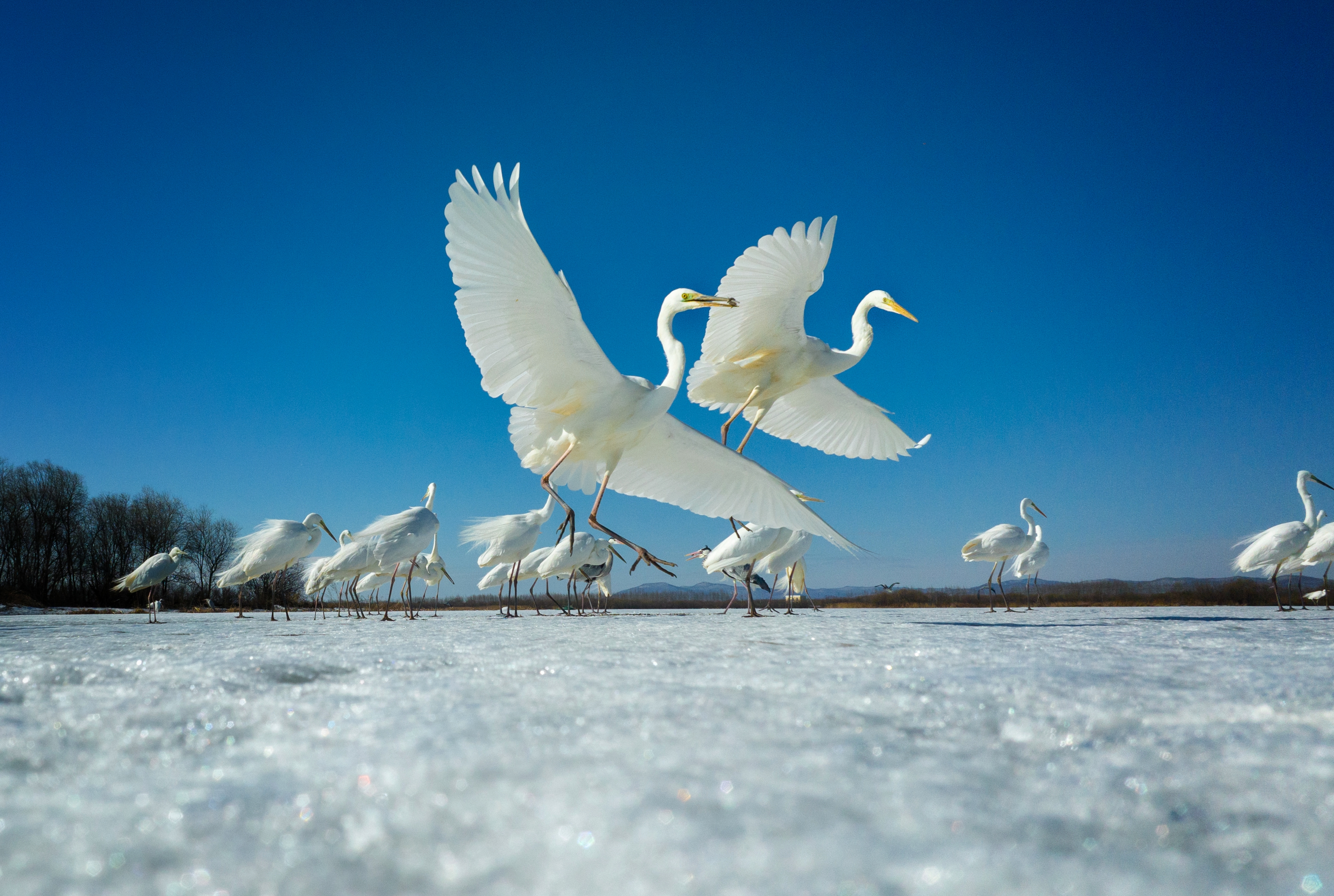 四月的饶河，气温回暖，冰封了一冬的乌苏里江渐渐解冻，大批的候鸟不远万里从南方飞来，栖息在乌苏里江国家湿地自然公园，时时勾勒出一幅幅壮美的画卷。