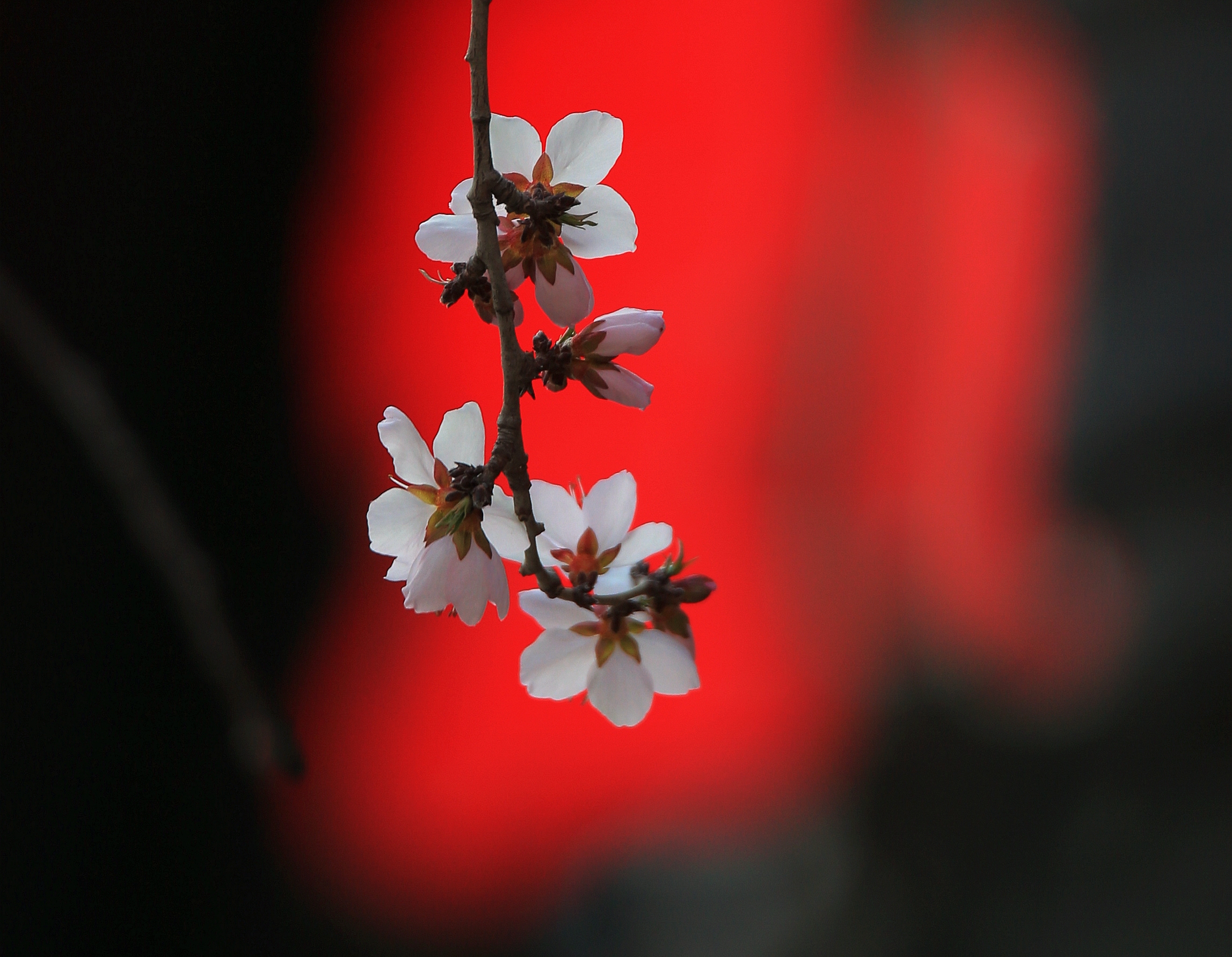 17日，哈尔滨市索菲亚建筑艺术广场前的桃花迎着春光绽放。这些率先开放的花朵，都是白色的，一朵朵在春风中露出“笑脸”，阵阵幽香在广场上飘荡，沁人心脾。每年春天，索菲亚教堂前的这几棵桃树率先绽放，率先报告冰城桃李芳菲季节的到来。
