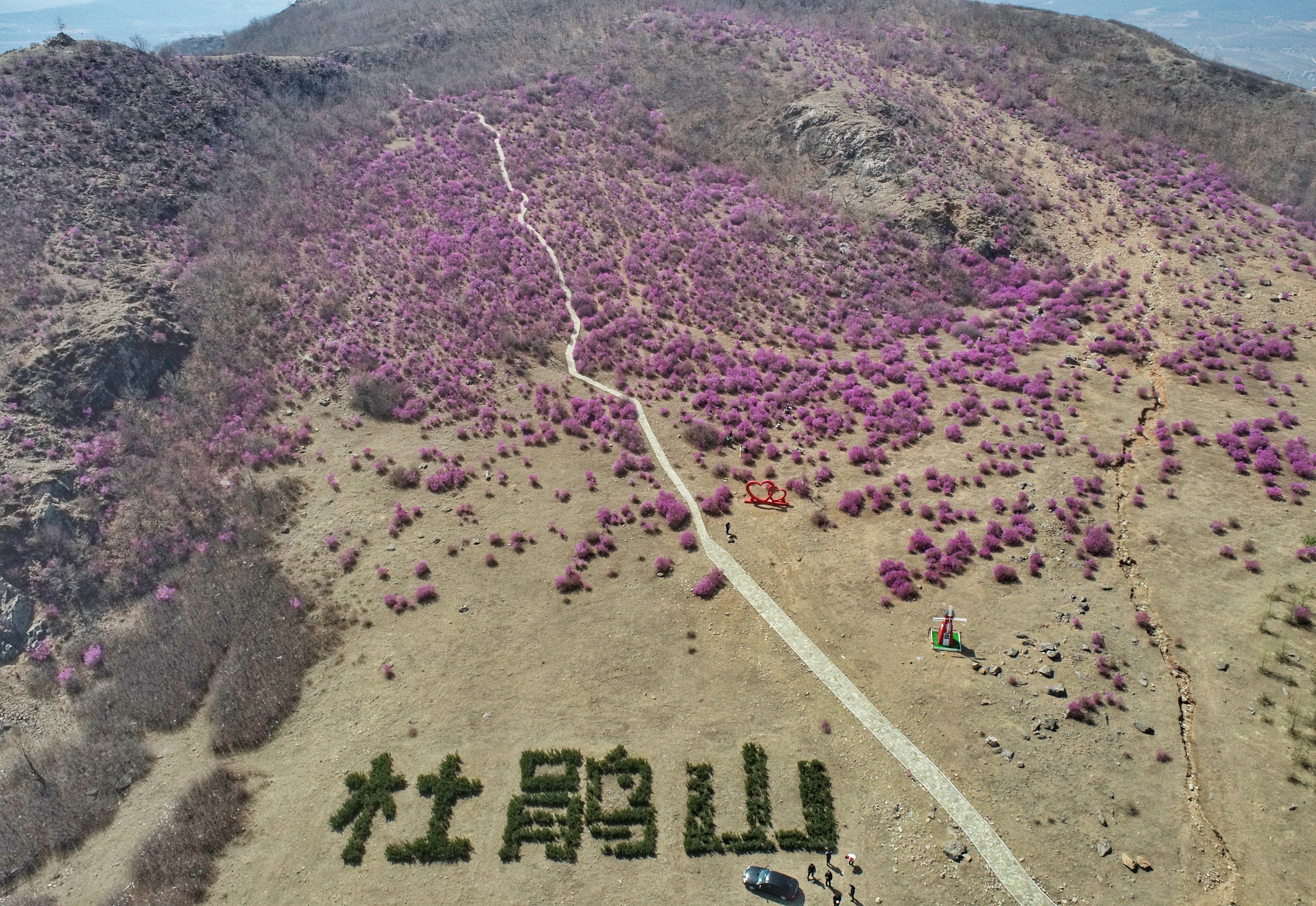 近日，齐齐哈尔市龙江县杜鹃山上的杜鹃花盛开。整座山，花如海，香如涛，花海香涛醉人。