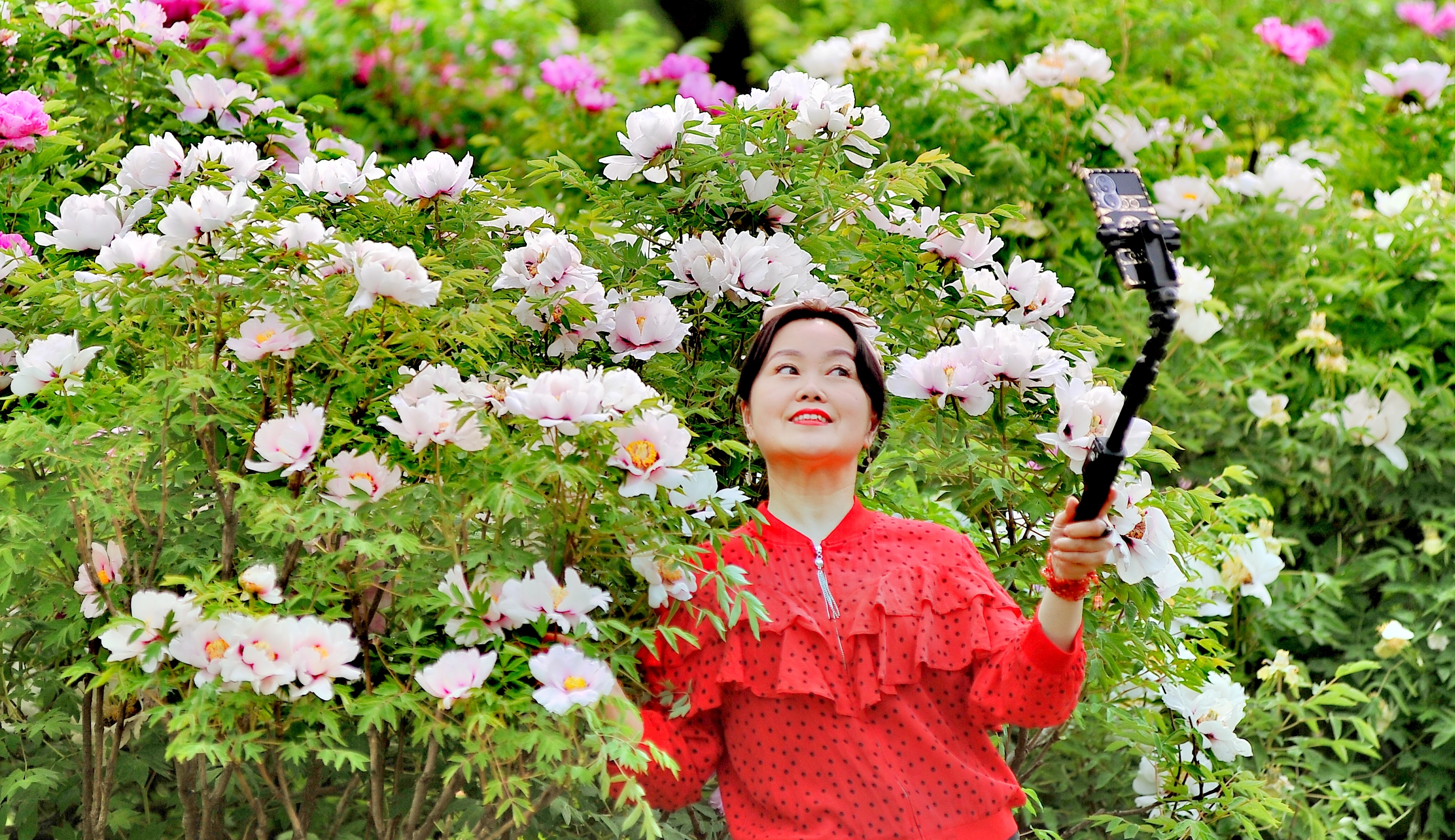 周末，哈尔滨市太阳岛公园牡丹园内，多种颜色的牡丹花已全部开放，姹紫嫣红，非常美丽，吸引许多市民、游客前来观看、拍照。