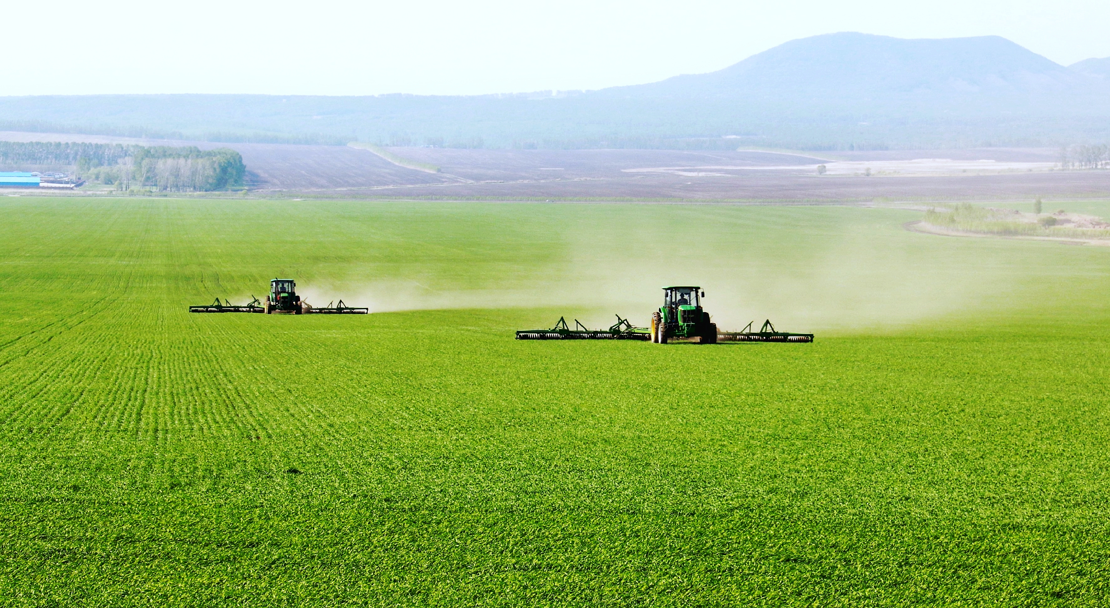 连池农场有限公司辰清管理区两台大马力机车正集中开展小麦压青苗作业