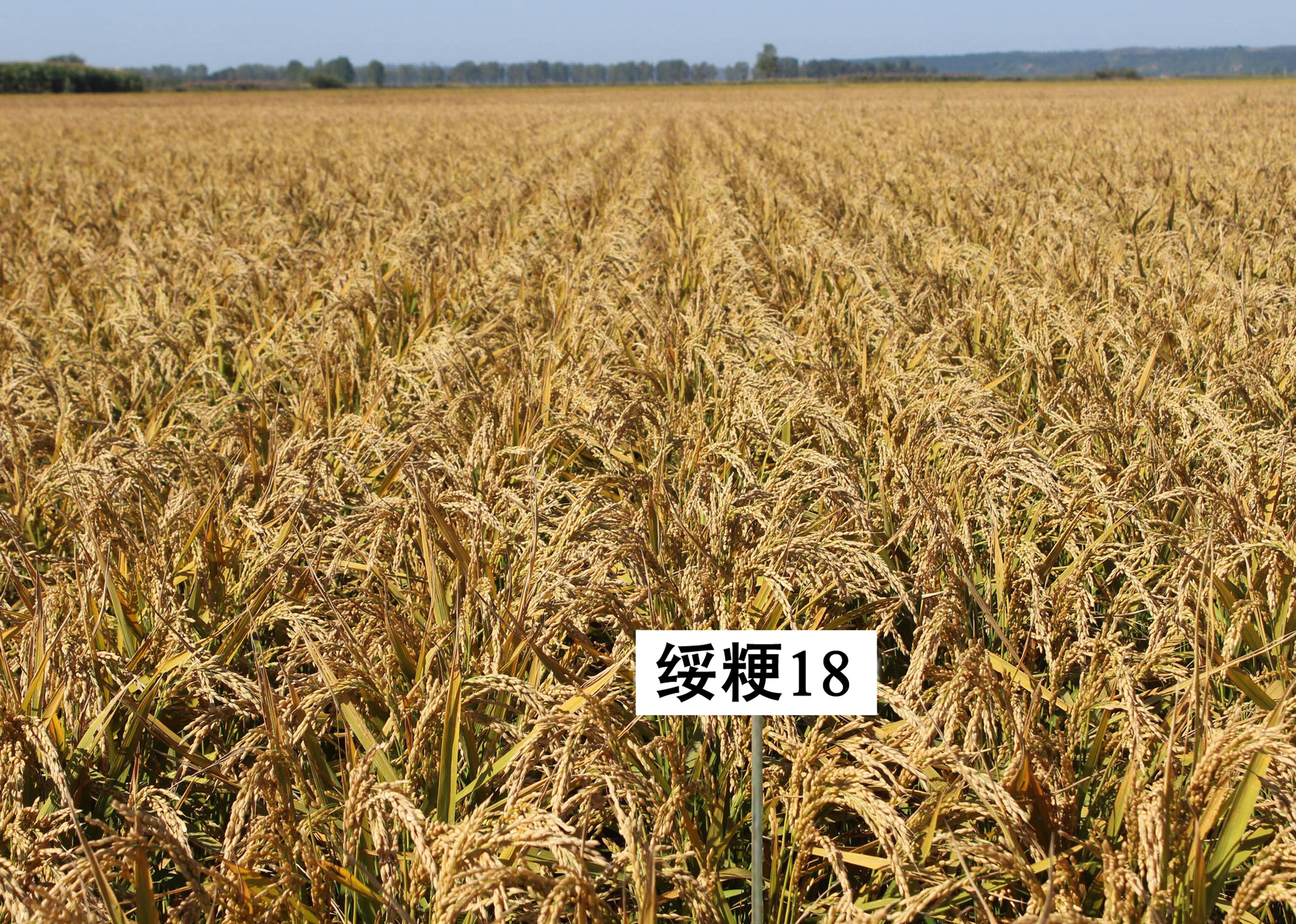 绥粳309水稻品种图片