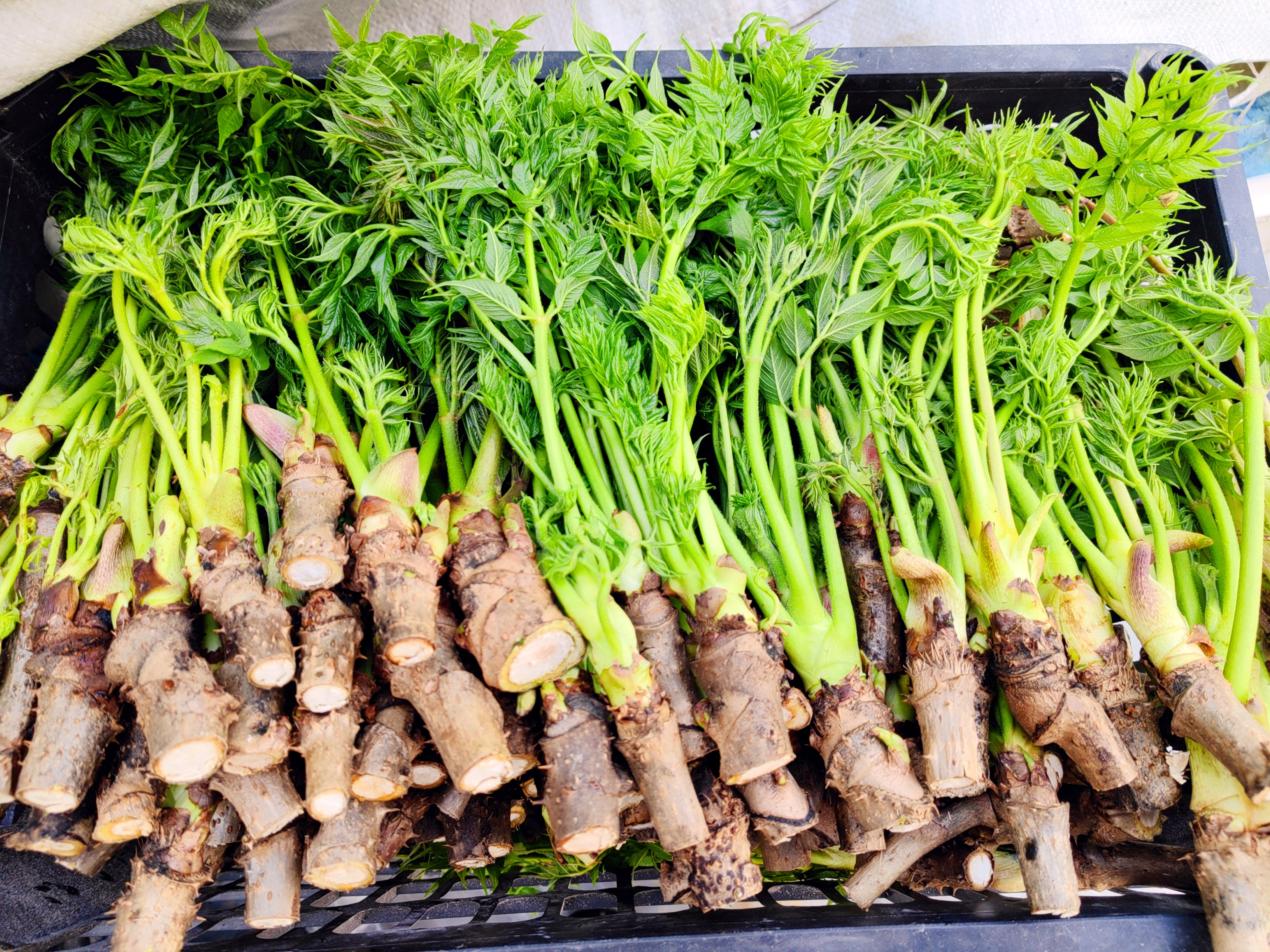 反季山野菜上市新春品尝鲜味道