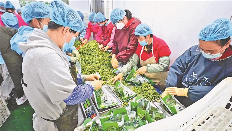 饶河山野菜走出大山