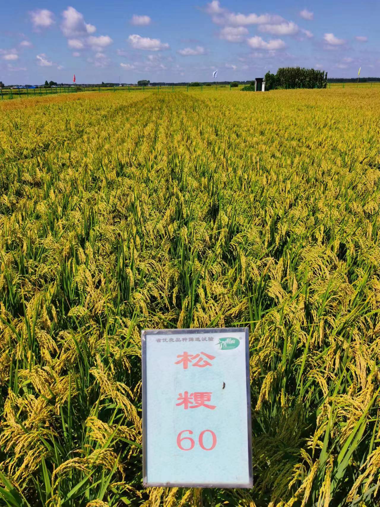 松粳201水稻品种简介图片