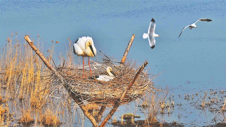 湿地生态持续向好，今年鹤岗市“市鸟”东方白鹳有史以来回巢最多